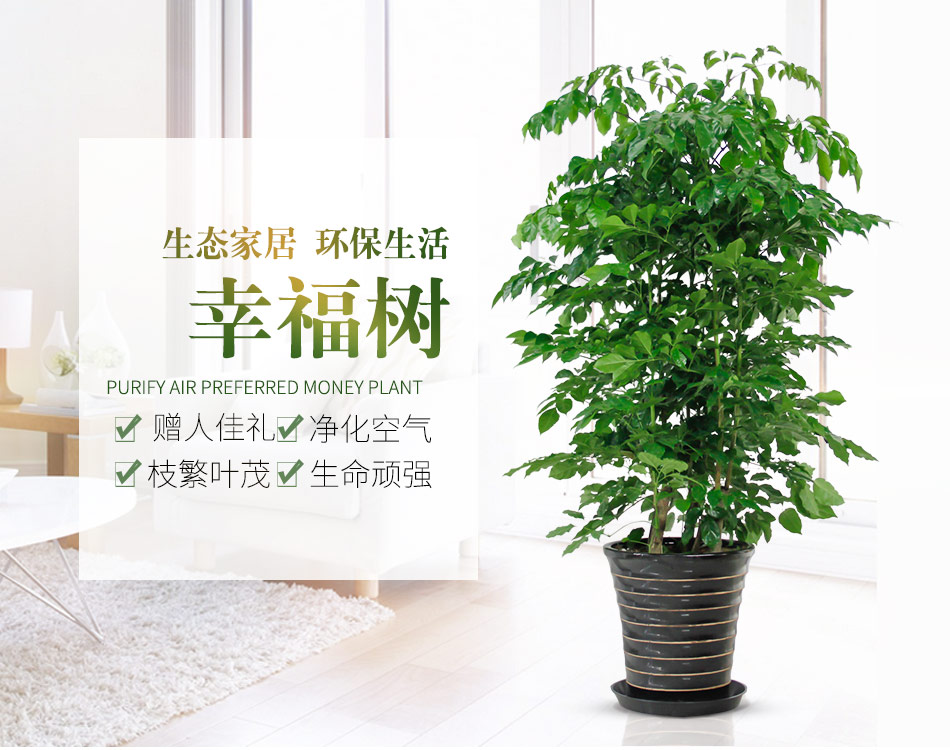 幸福樹1.jpg