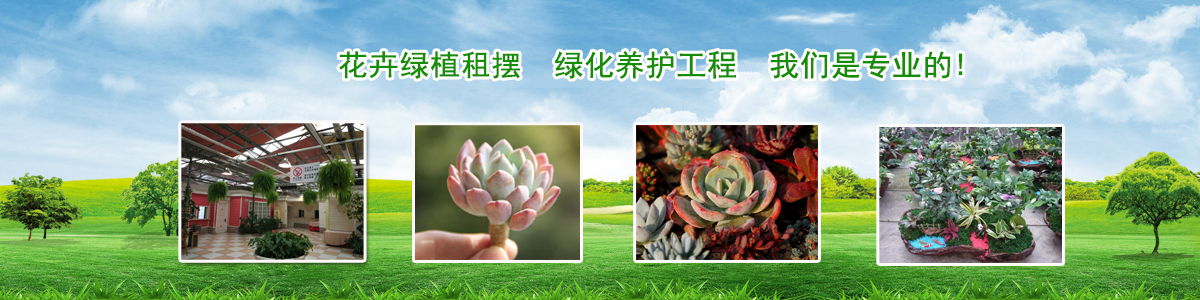 花卉品類