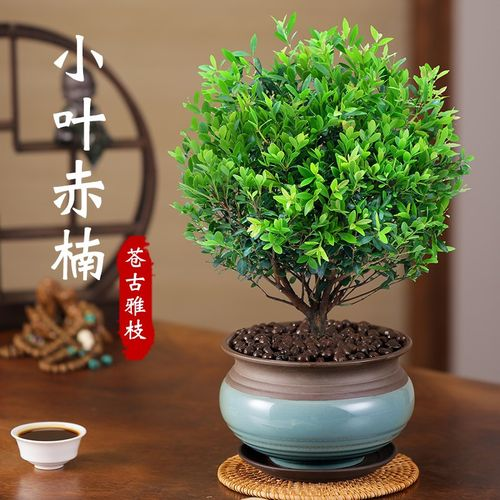 桌擺小盆栽|赤楠的養護技巧分享|西安綠植租賃