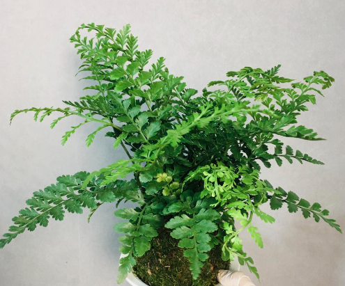 超級好看的網紅小盆栽【吉姆蕨】|西安綠植租擺
