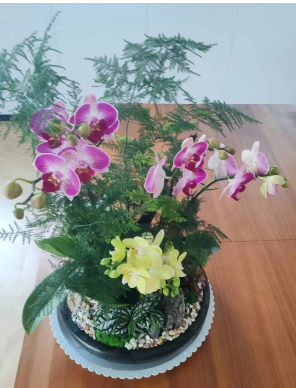 超美的綠植微景觀|西安微景觀訂做