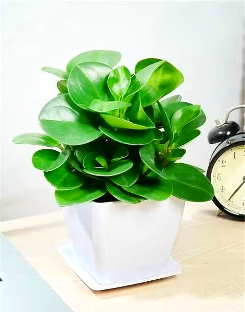 辦公桌擺小盆栽【碧玉養(yǎng)護(hù)技巧  】