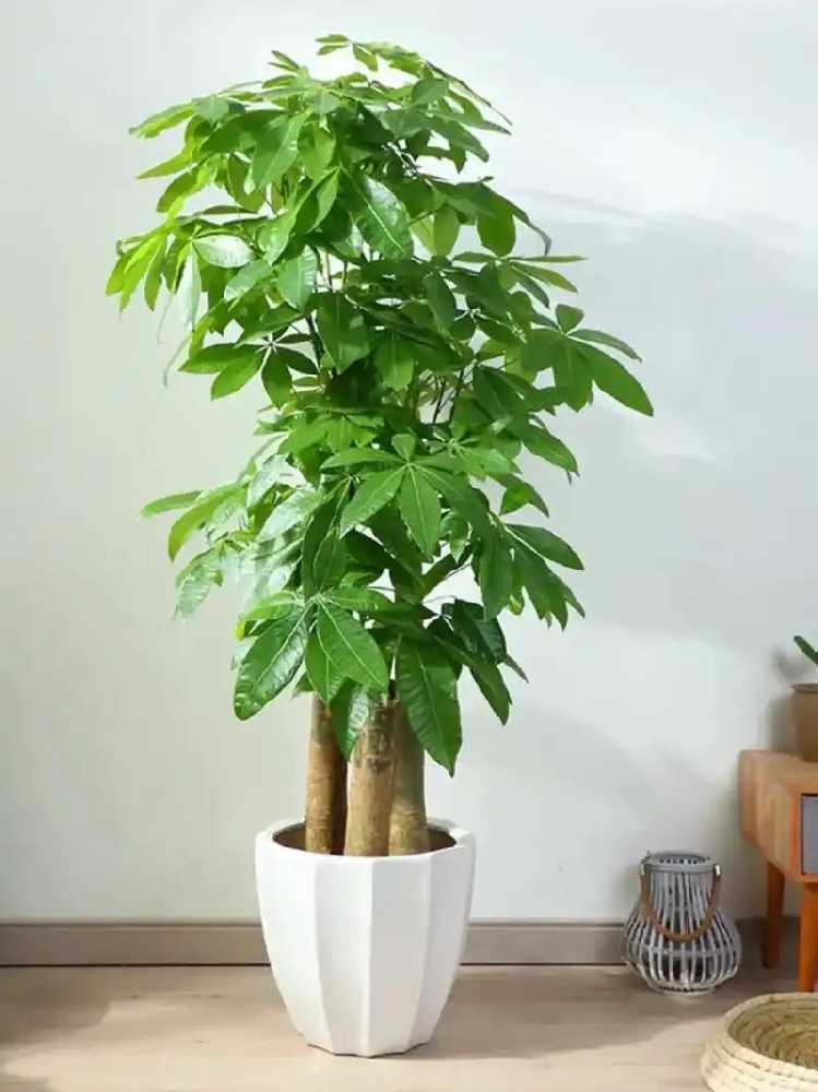 西安綠植租賃|發(fā)財樹養(yǎng)護(hù)技巧