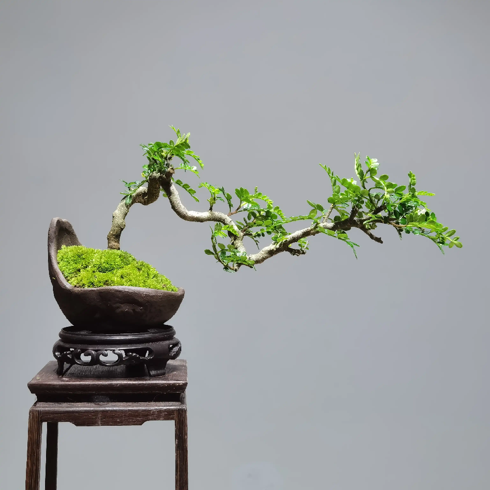 西安高端盆景私人定制|碧盛園藝